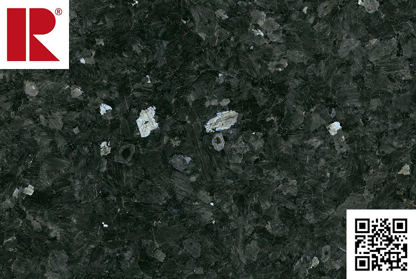 labrador_scuro-1