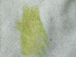 Grasfleck grasfleck