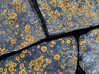 flechten flechten